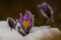 Koniklec velkokvety - Pulsatilla grandis 9061